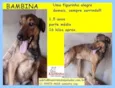 Pintadinha