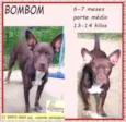 Bombom