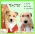Timóteo