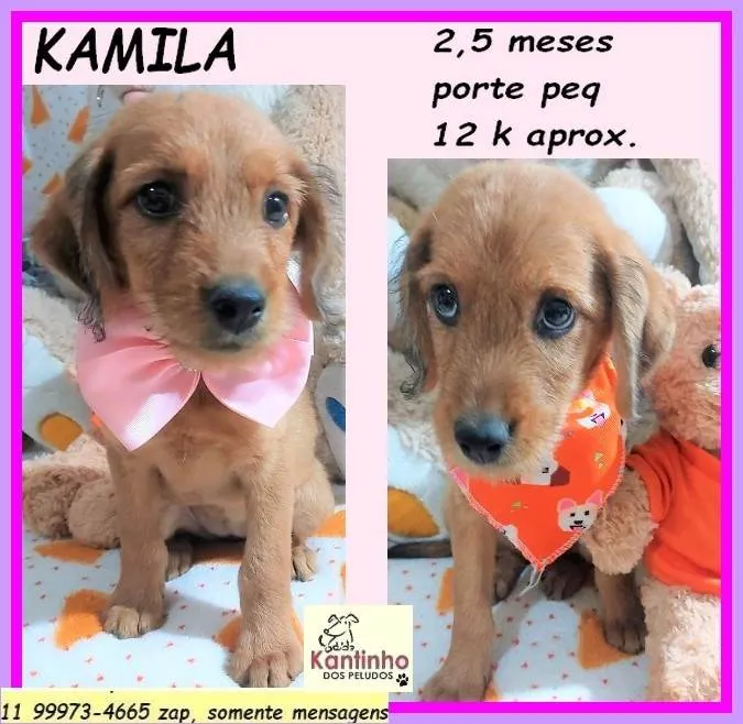 Cachorro ra a SRD-ViraLata idade 2 a 6 meses nome Kamila