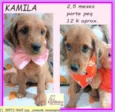 Kamila