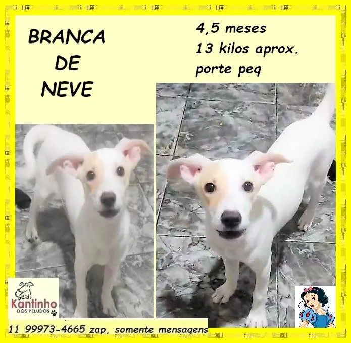 Cachorro ra a SRD-ViraLata idade 2 a 6 meses nome Branca de neve