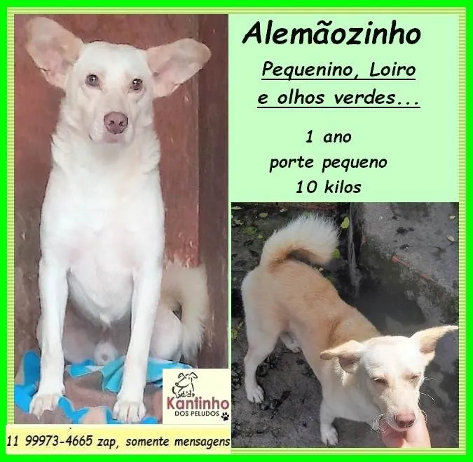 Cachorro ra a SRD-ViraLata idade 1 ano nome Alemãozinho