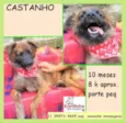 Castanho