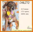 Carlito