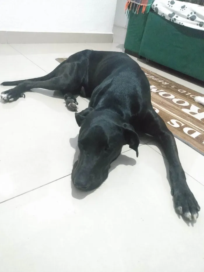 Cachorro ra a SRD-ViraLata idade 1 ano nome Negão 