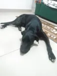 Negão