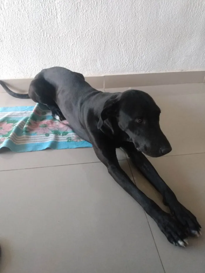 Cachorro ra a SRD-ViraLata idade 1 ano nome Negão 
