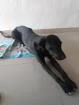 Negão