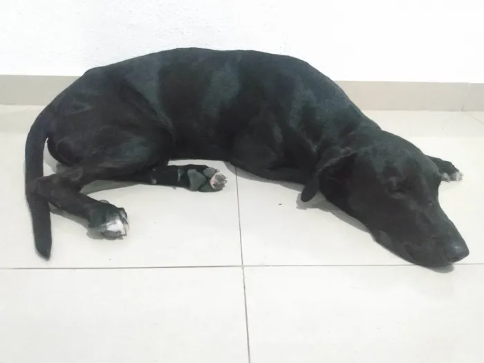 Cachorro ra a SRD-ViraLata idade 1 ano nome Negão 