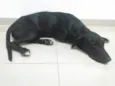 Negão