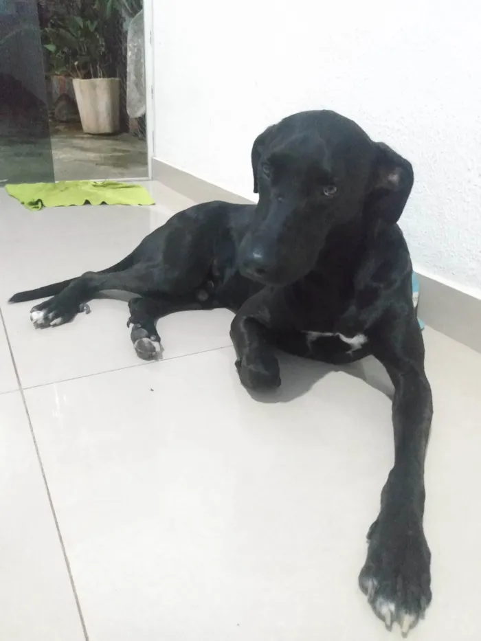 Cachorro ra a SRD-ViraLata idade 1 ano nome Negão 