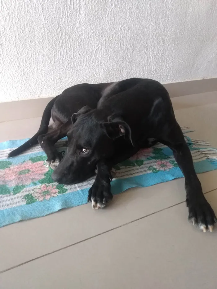 Cachorro ra a SRD-ViraLata idade 1 ano nome Negão 