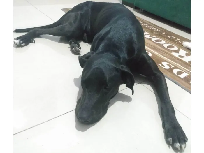 Cachorro ra a SRD-ViraLata idade 1 ano nome Negão 