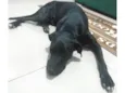 Negão
