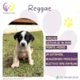 Reggae