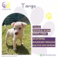 Tango