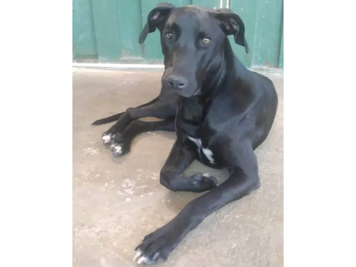Cachorro ra a SRD-ViraLata idade 1 ano nome Negão 