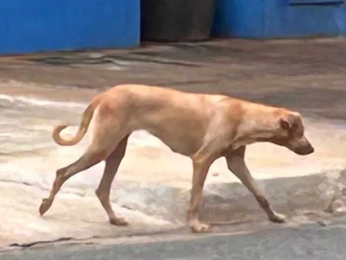 Cachorro ra a SRD-ViraLata idade 6 ou mais anos nome Caramela