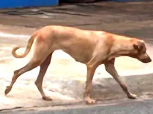 Cachorro raça SRD-ViraLata idade 6 ou mais anos nome Caramela