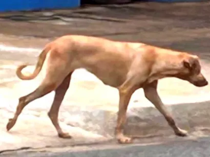 Cachorro raça SRD-ViraLata idade 6 ou mais anos nome Caramela