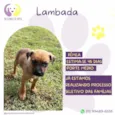 Lambada