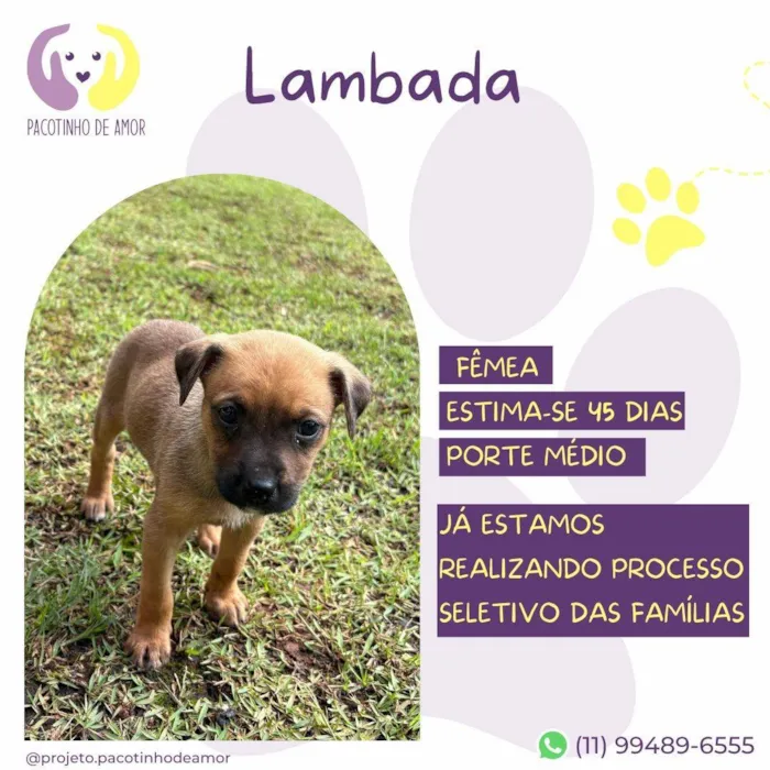 Cachorro ra a SRD-ViraLata idade Abaixo de 2 meses nome Lambada