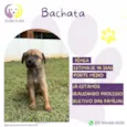 Bachata
