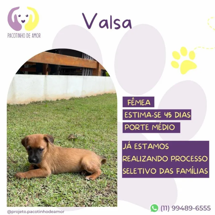 Cachorro ra a SRD-ViraLata idade Abaixo de 2 meses nome Valsa