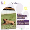 Valsa