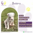 Bolero