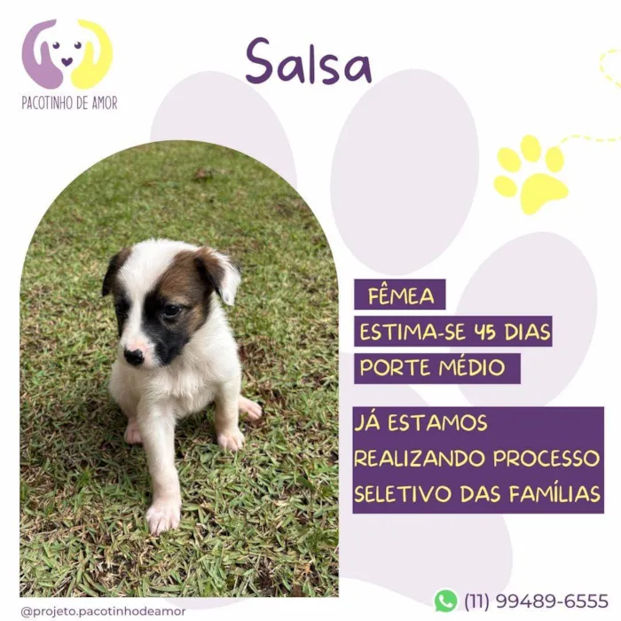 Cachorro ra a SRD-ViraLata idade Abaixo de 2 meses nome Salsa