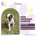 Salsa
