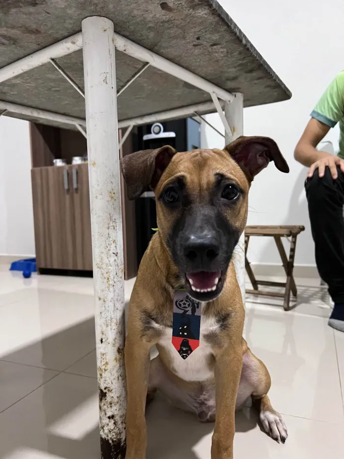 Cachorro ra a SRD-ViraLata idade 1 ano nome Nico