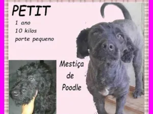 Cachorro raça SRD-ViraLata idade 1 ano nome Petit