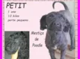 Petit