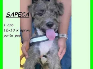 Cachorro raça SRD-ViraLata idade 1 ano nome Sapeca