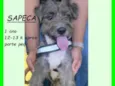 Sapeca