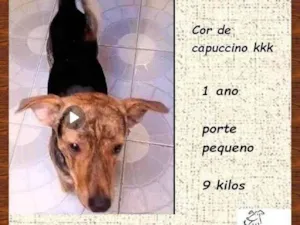 Cachorro raça SRD-ViraLata idade 1 ano nome Binho 