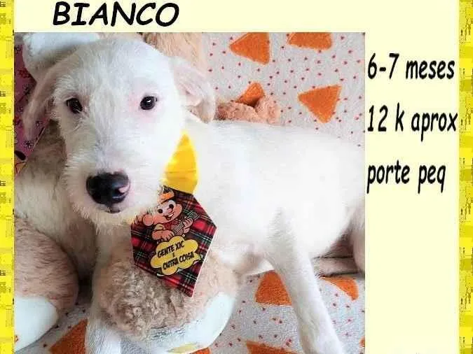 Cachorro ra a SRD-ViraLata idade 2 a 6 meses nome Bianco