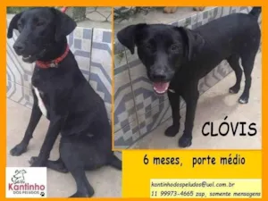 Cachorro raça SRD-ViraLata idade 2 a 6 meses nome Clóvis 