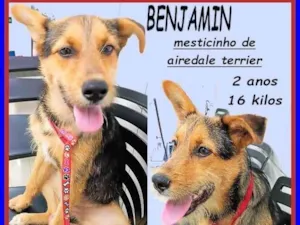 Cachorro raça SRD-ViraLata idade 2 anos nome Benjamin
