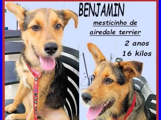 Cachorro ra a SRD-ViraLata idade 2 anos nome Benjamin