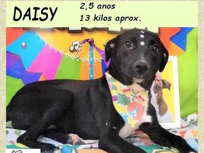 Cachorro ra a SRD-ViraLata idade 2 anos nome Daisy