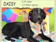 Daisy