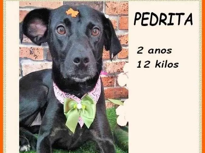 Cachorro ra a SRD-ViraLata idade 2 anos nome Pedrita