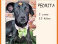 Pedrita