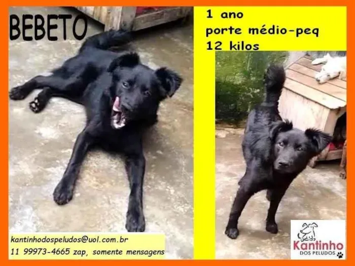 Cachorro ra a SRD-ViraLata idade 1 ano nome Bebeto