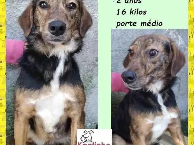 Cachorro ra a SRD-ViraLata idade 2 anos nome Pintadinha