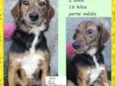 Pintadinha